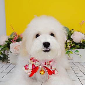 Maltipoo