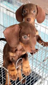 QWW200 Dachshund short haired choco brown color