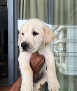 purebreed lebodaretriver puppy available 