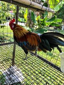Ayam Hutan Pikat