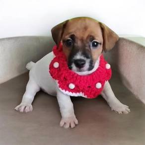 Jack russell terrier pure breed