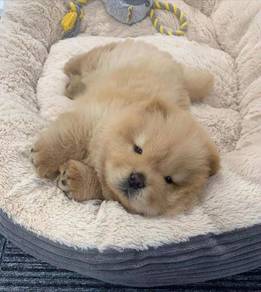 CHow Chow