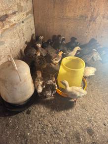 anak ayam mutiara belanda merak