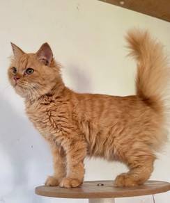 Dlh Male