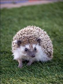 hedgehog for sale