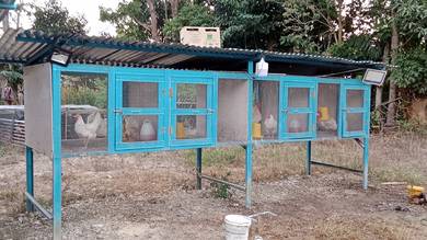 Reban ayam untk djual