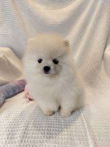 Pomeranian female 💕