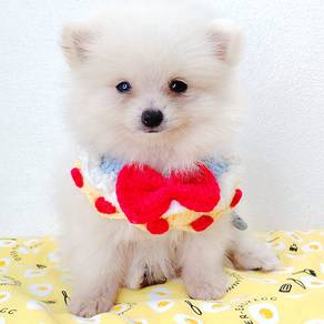 Pomeranian