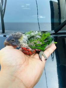Baby parrot anak burung rainbow lorrykeet