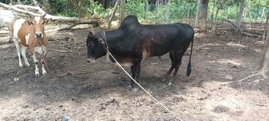 lembu jantan 