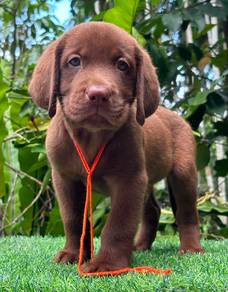 Labrador Retriever 