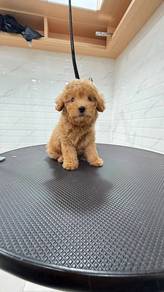 Toy Poodle High Male puppy High Quality