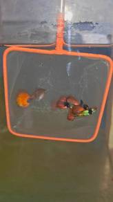 ikan guppy 