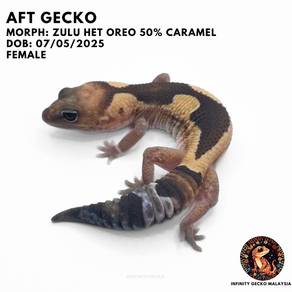AFT African Fat Tailed Gecko Zulu Het Oreo JB