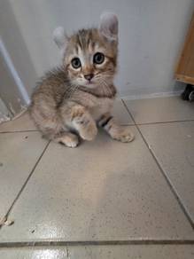 munchkin non standard kittens 