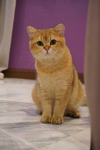 BSH Golden