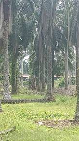 Agricultural Land in Jugra, SGR