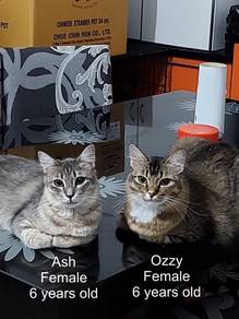kucing free rehome