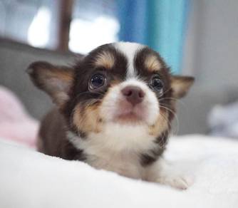 CHIHUAHUA PUPPIES VIP107🌷Head Apple Cute Dog