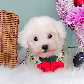 Poodle