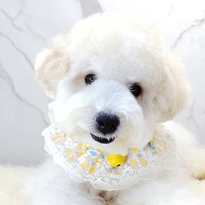 Maltipoo
