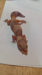 Fattail Gecko 