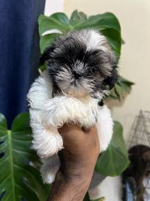 Shihtzu-