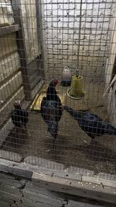 ayam kampung aslı