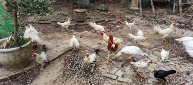 Ayam putih