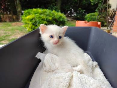 TOPs C-GRADE Takahara Bengal Ragdoll cat