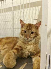 1 Year Old Male Maine Coon Cat – Red Tabby