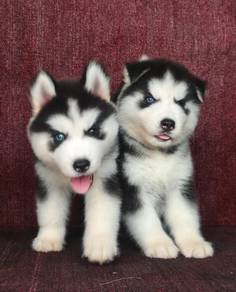 Alaskan Malamute mix Husky Puppies (2 Male)