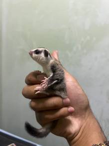 Sugar Glider