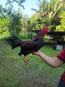 ayam sabung Pama iq reverse tembak rekod win 2