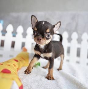 CHIHUAHUA PUPPIES 251🌷Head Apple Cute Dog Boy
