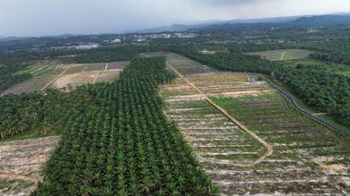 Agricultural Land in Simpang Renggam, JHR