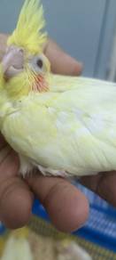 lutino pearl