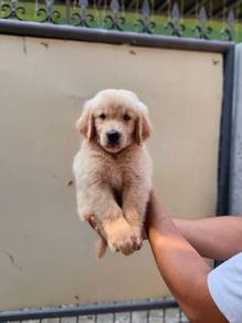 Golden Rettiver,,,,,