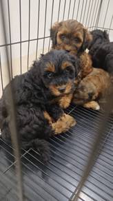 Toy poodle