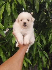 Bichon mix Pomeranian (1M4F) 比熊混博美宝宝