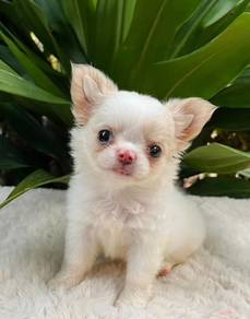 CHIhuahua