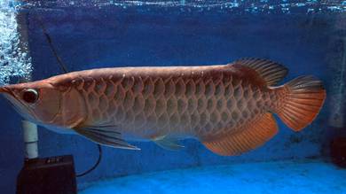 Ikan Arowana Malaysia Golden Blue Base (MGBB)