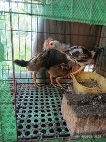 LETGO 3 ekor anak ayam kampung