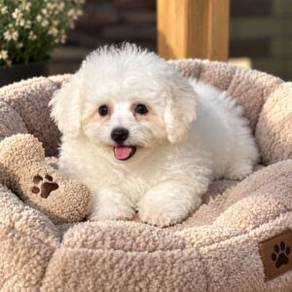 U504 Whimpery Bichon friendly playful adorable lit