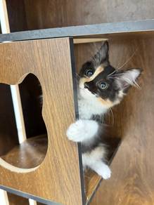 mix mainecoon