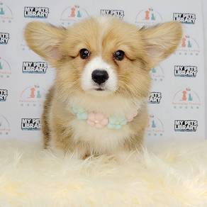 Welsh Corgi