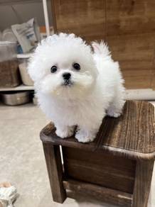mini Bichon -Girl 