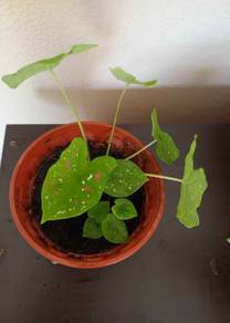 Pokok Keladi Hiasan Cantik / Caladium for Sale