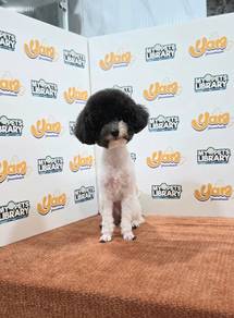 Black And White Poodle (Female)