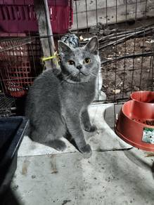British Shorthair 